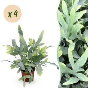 Set van 4 Phlebodium aureum Blue Star | Blauwvaren | Blauw | Dierenvriendelijk | Kamerplant