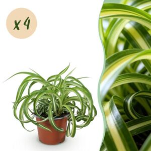 Set van 4 Chlorophytum comosum Bonnie | Krulgraslelie | Bonte bladeren | Dierenvriendelijk | Kamerplant
